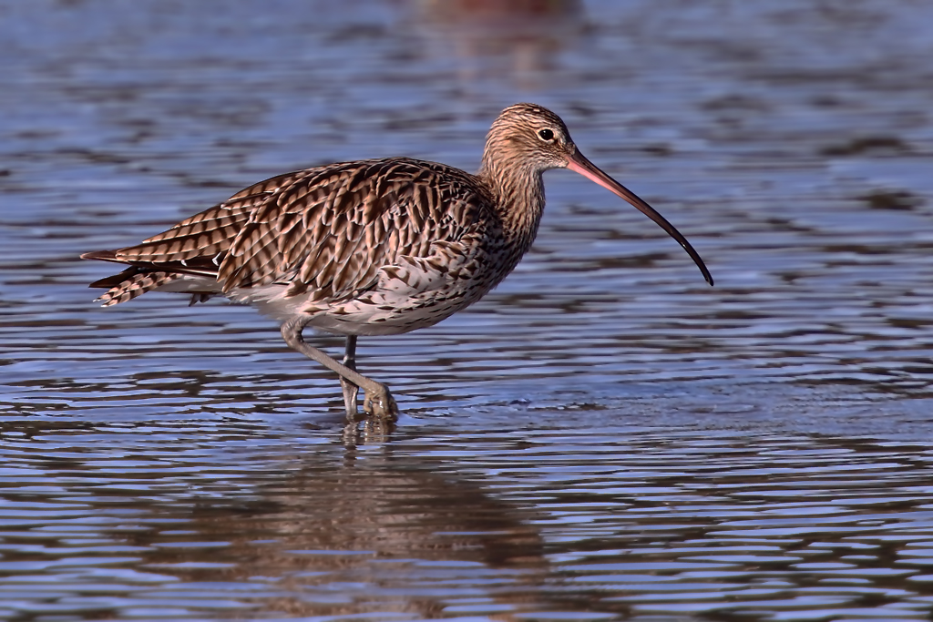 Grosser Brachvogel – Aufgenommen am 20. September 2012 am Klingnauer Stausee