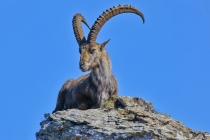 Steinbock
