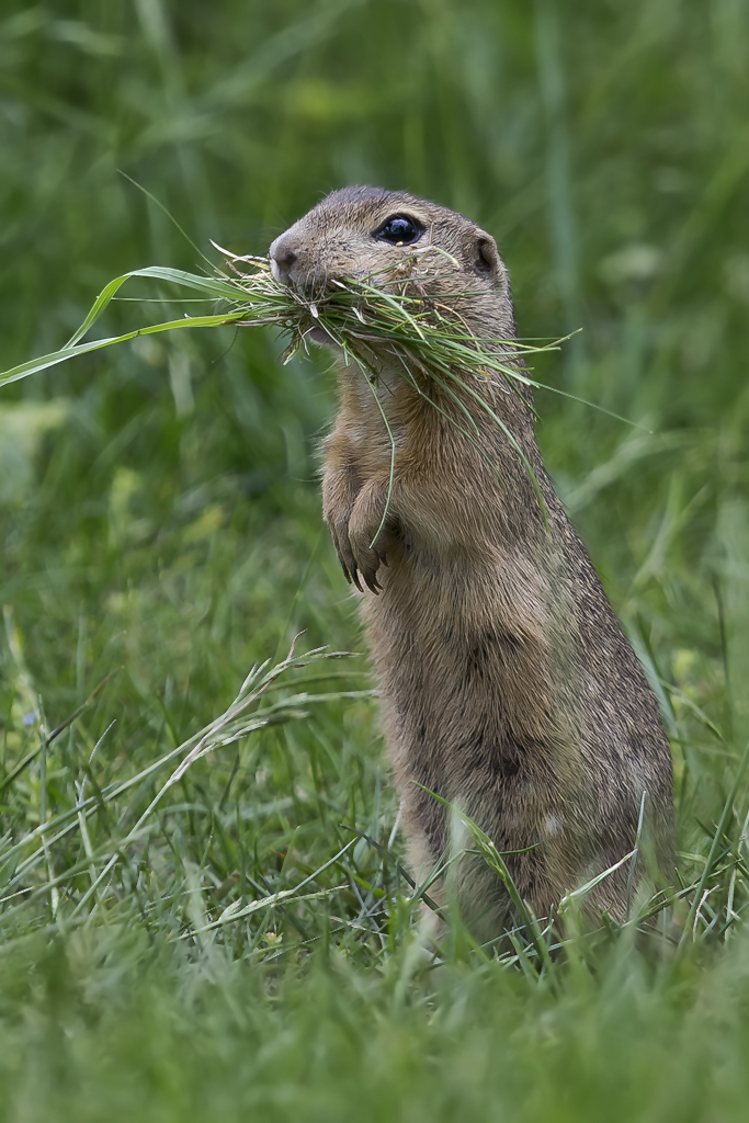 Ziesel – Aufgenommen am 16. Mai 2016 in St. Andrä am Zicksee im Seewinkel beim Neusiedlersee (A).