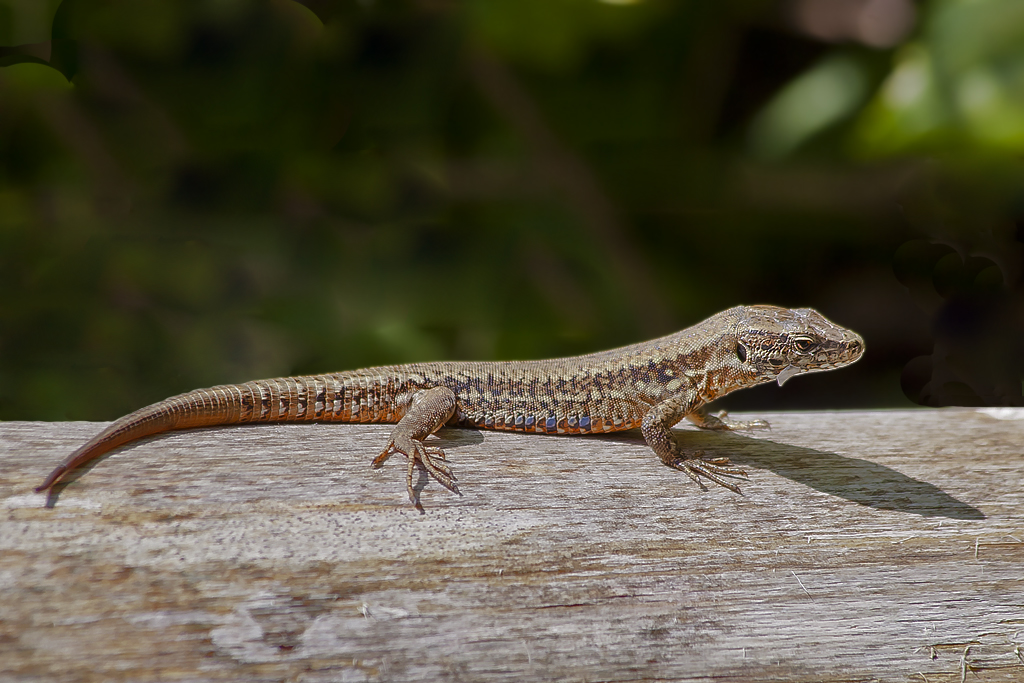 Mauereidechse – Aufgenommen am 4. August 2014 in der Grube von Penthaz.