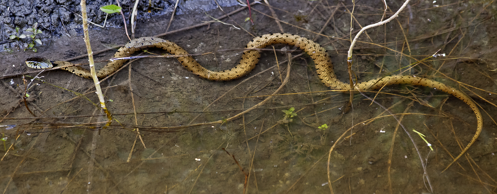 Ringelnatter – Aufgenommen am 14. Juni 2014 bei La Sauge (VD)