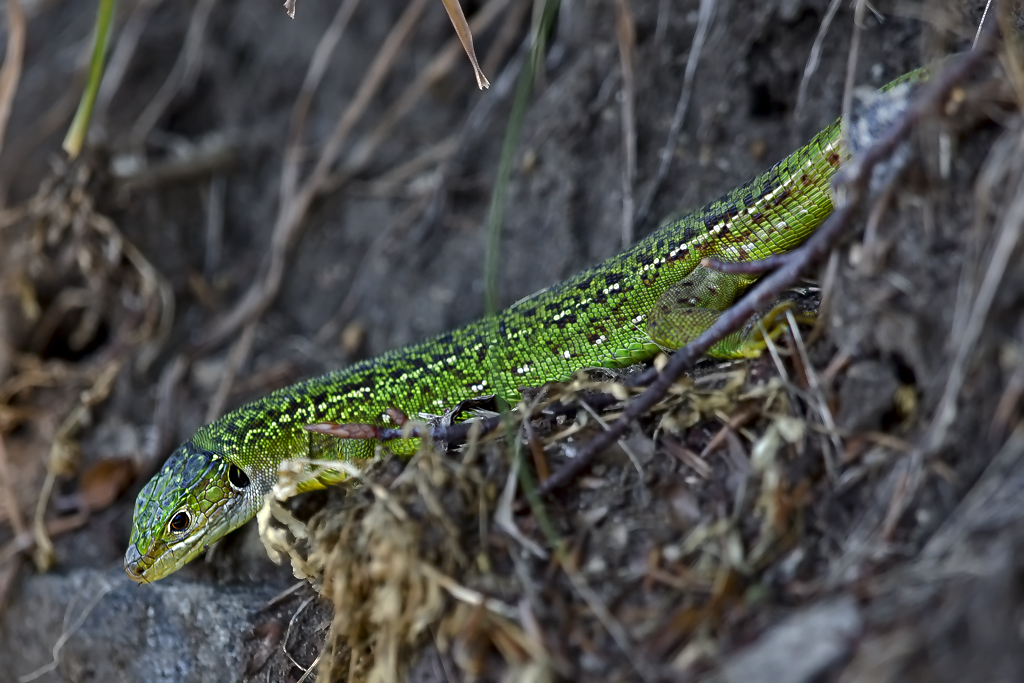 Smaragdeidechse – Hier ein Weibchen mit gelben Längsstreifen,  aufgenommen am 21. August 2015 auf dem Cardada, Hausberg Locarnos 