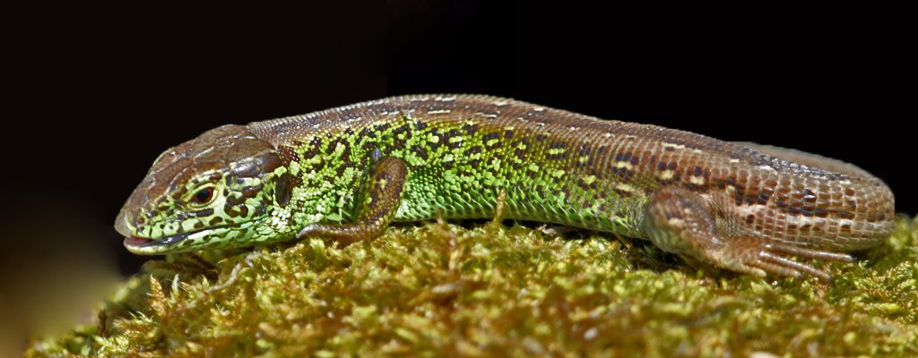 Zauneidechse – Aufgenommen am 19. April 2016 an der stillen Reuss bei Rottenschwil