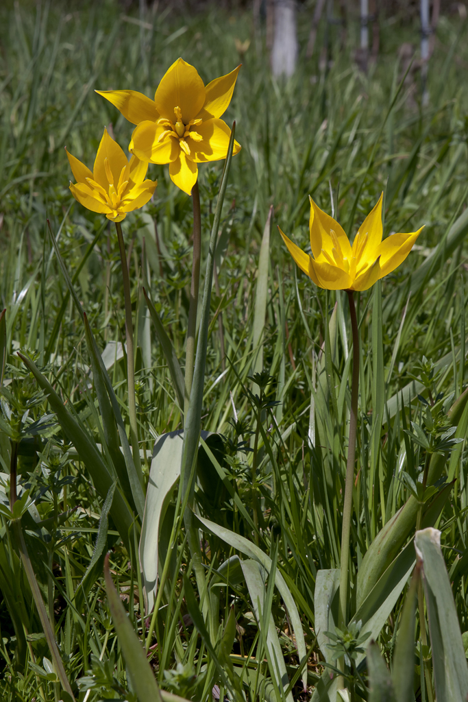 Rebbergtulpe – Rebbergtulpe