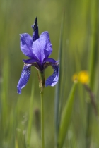 Sibirische Schwertlilie