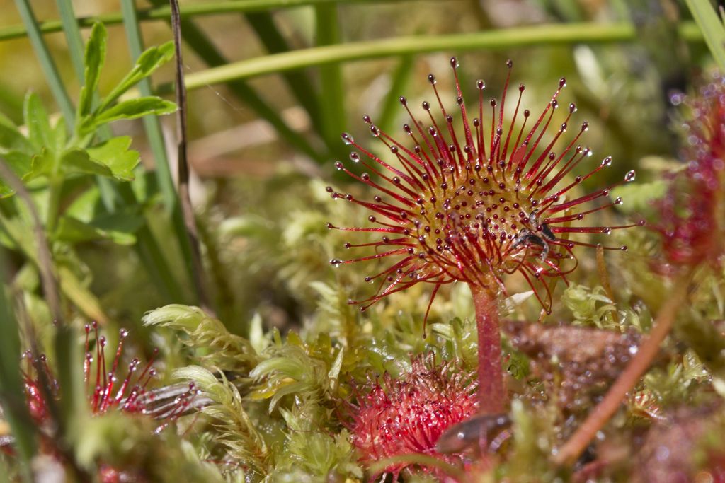 Rundblättriger Sonnentau – Aufgenommen im Hochmoor von Rothenthurm am 27. Juli 2020