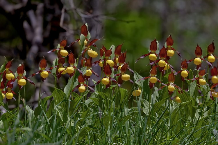 Frauenschuh – Aufgenommen am 13.06.2014 im Gasterntal.