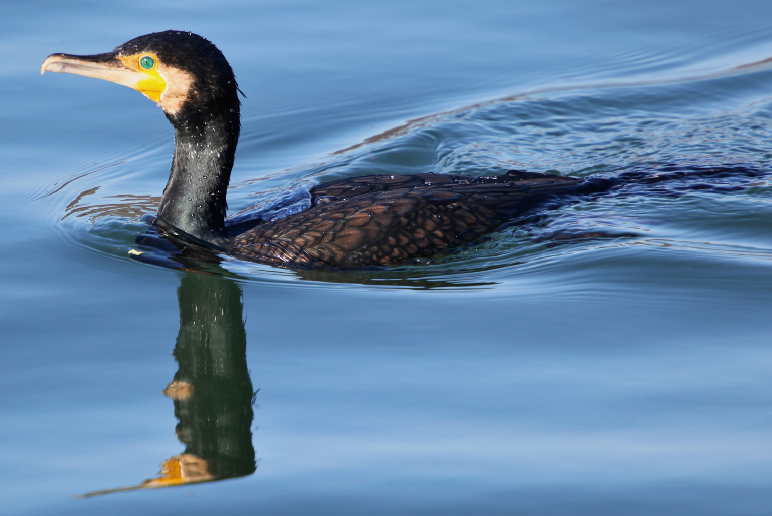 Kormoran – am 26. Dezember 2008 an der Ergolzmündung
