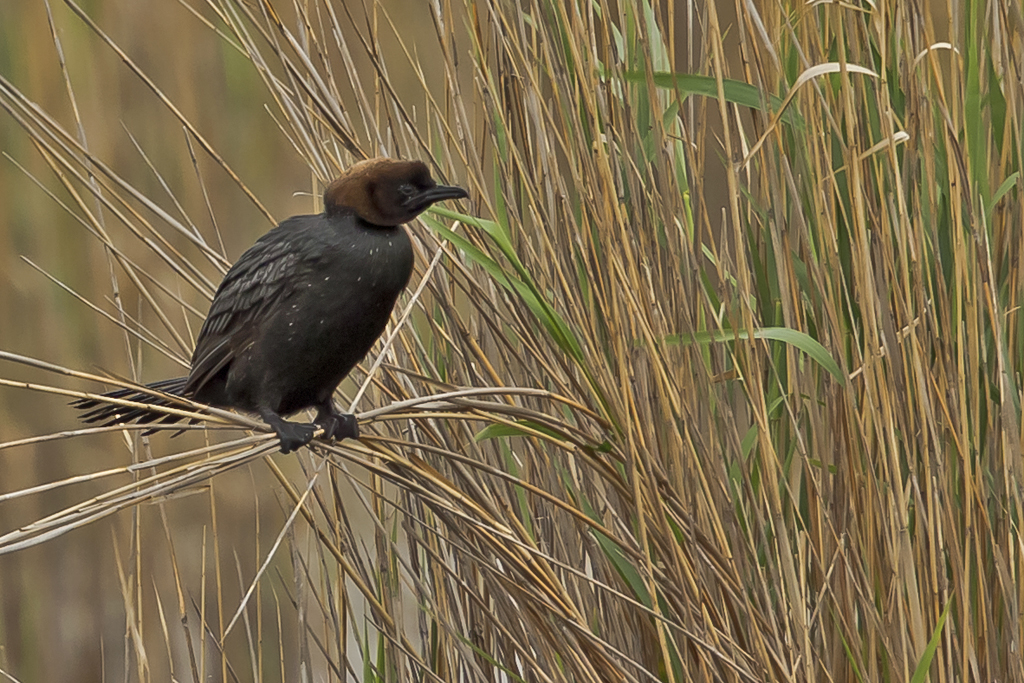 Zwergscharbe – Aufgenommen am 15. Mai 2016 bei Illmitz am Neusiedlersee (A)