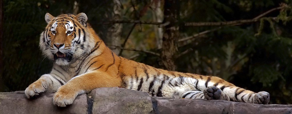 Amurtiger – Amurtiger im Zoo Zürich am 30. Oktober 2013
