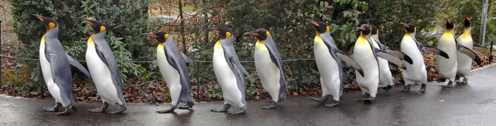 Königspinguin – aufgenommen am 1. Januar 2012 im Basler Zoo