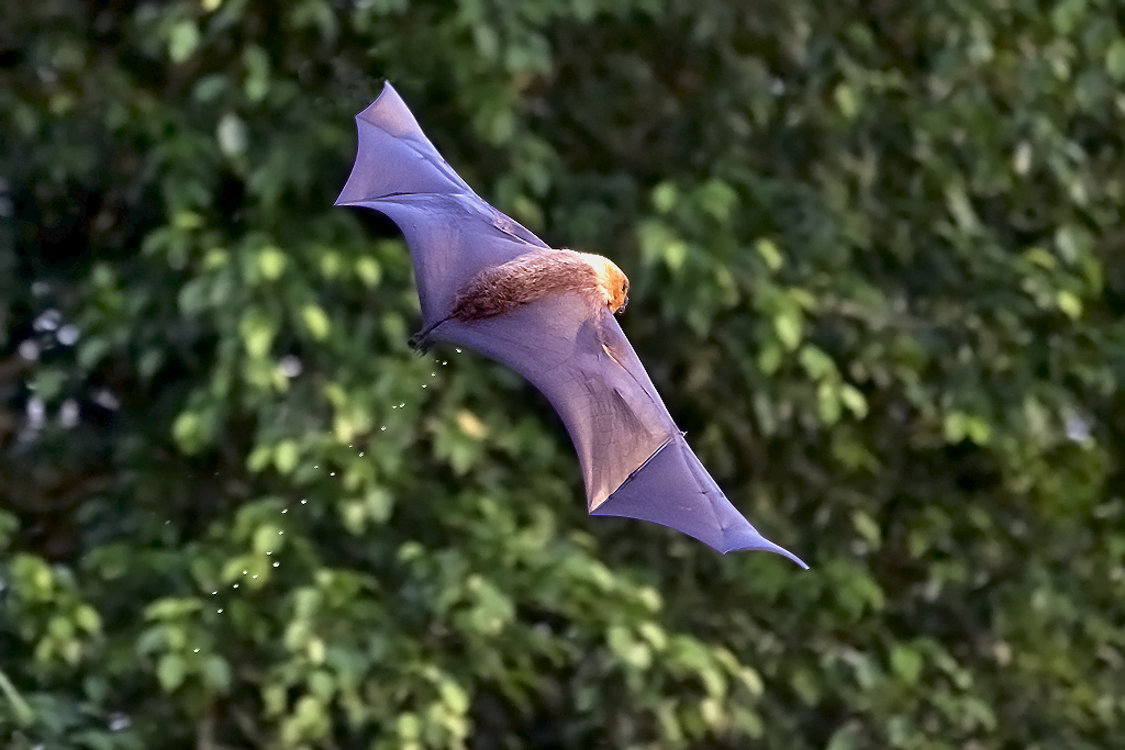 Rodriguez Flughund – aufenmommen am 24. Oktober 2013 im Zoo Zürich