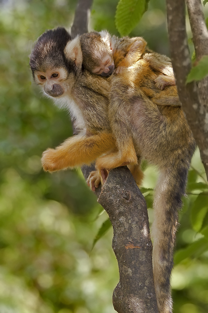 Totenkopfäffchen – Auf Mutters Rücken schläft sich’s am besten. Aufgenommen am 24. Juli im Zoo Zürich.