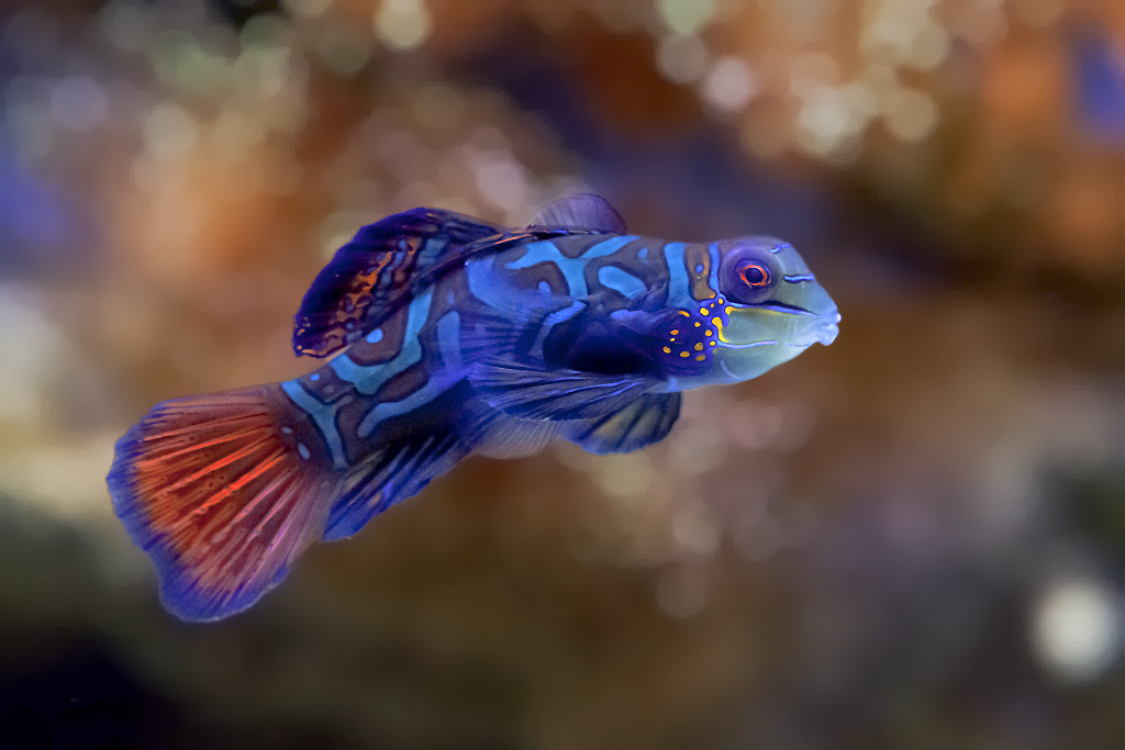 Mandarinfisch – Aufgenommen im Aquarium des Basler Zoo am 31. Dezember 2013