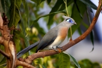 Hauben-Seidenkuckuck