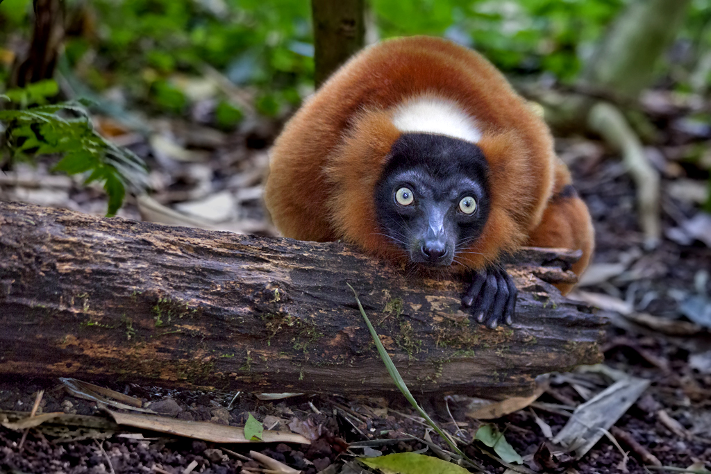 Roter Vari – Aufgenommen am 16. April 2014 in der Masoala Halle im Zoo Zürich