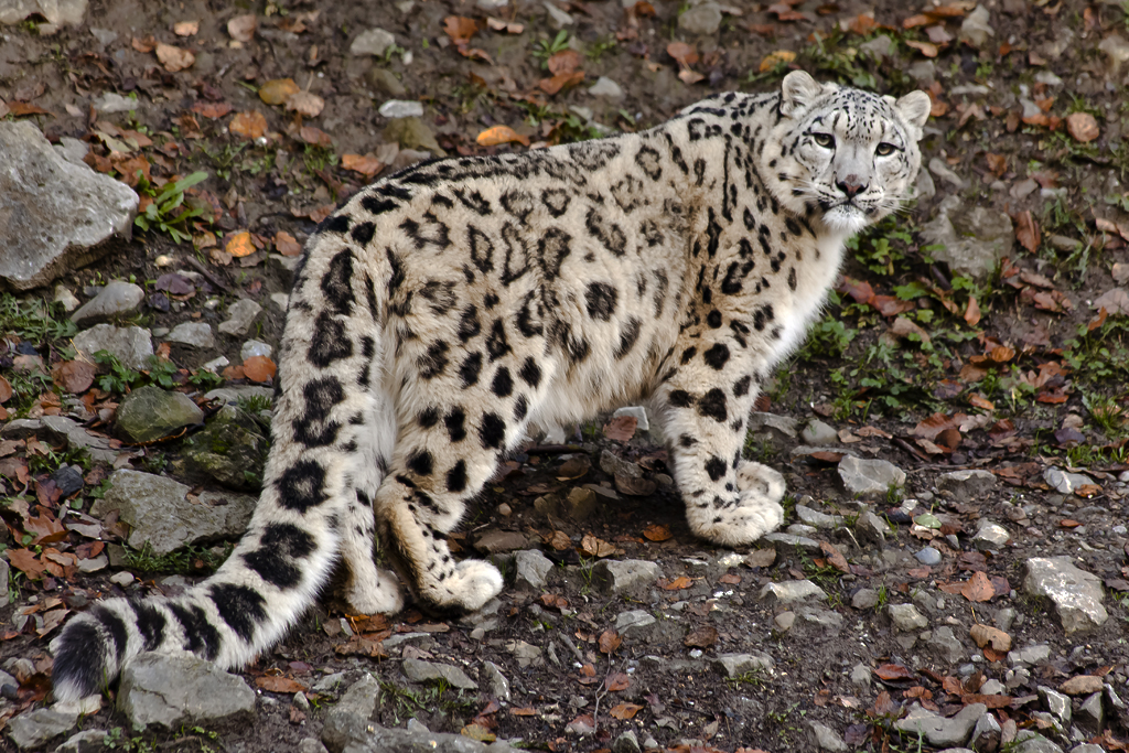 Schneeleopard – Aufgenommen am 30. Oktober 2013 im Zoo Zürich