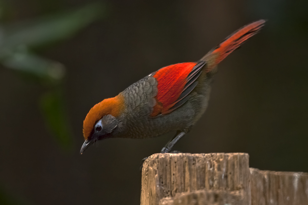 Rotschwanzhäherling – Aufgenommen am 12. Dezember 2014 im Vogelhaus des Basler Zoos.