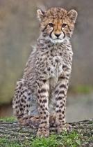 Gepard