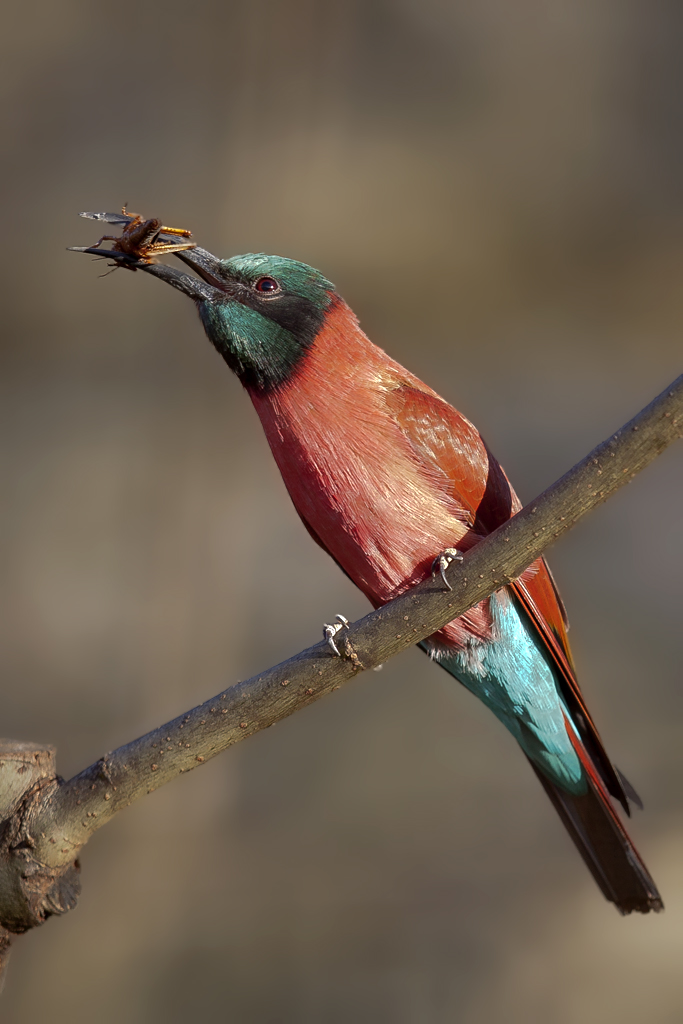 Scharlachspint – Aufgenommen am 22. Dezember 2014 im Zoo Basel