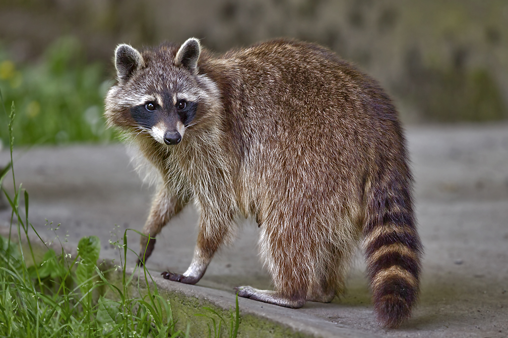 Waschbär – Aufgenommen am 28. Mai 2015 im Tierpark Goldau