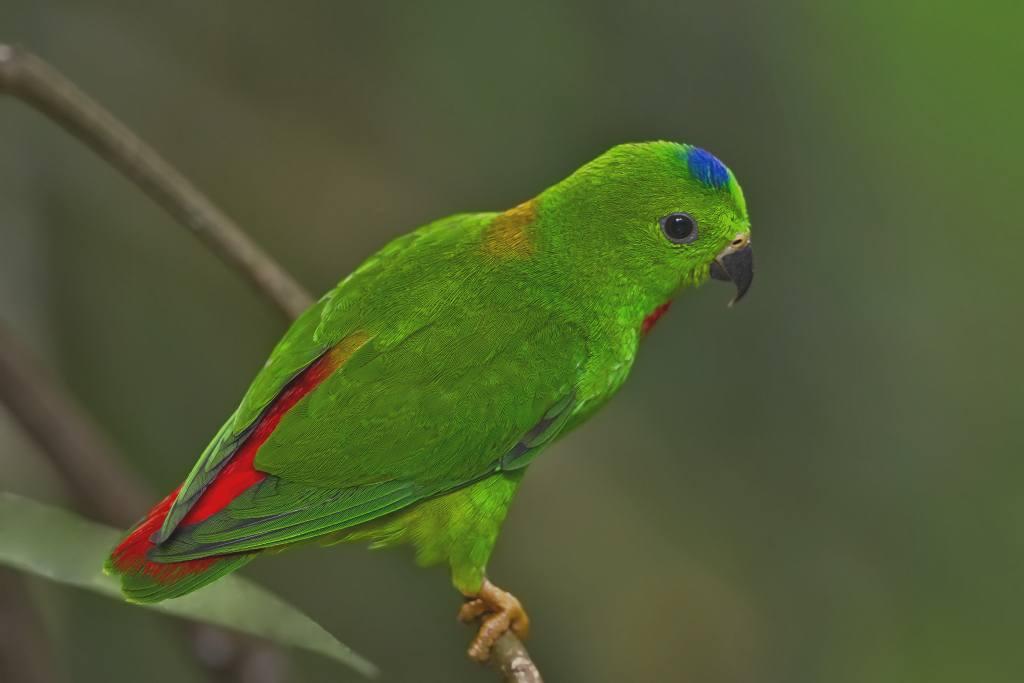 Blaukrönchen – Aufgenommen am 4. April 2016 im Vogelhaus des Zoo Basels