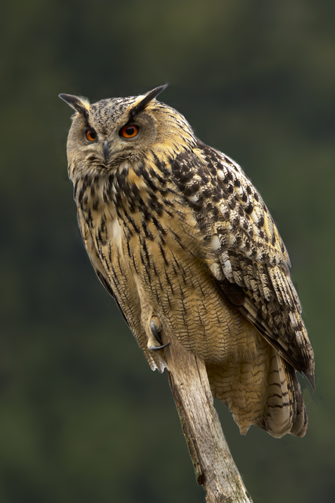 Uhu – Aufgenommen im Tierpark Langen Erlen Basel am 29. Dezember 2017