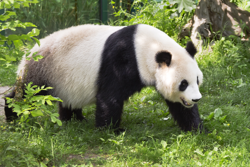 Grosser Panda – Panda Weibchen Yang Yang, im Tiergarten Schönbrunn in Wien, aufgenommen am 23. Mai 2017