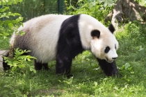 Grosser Panda